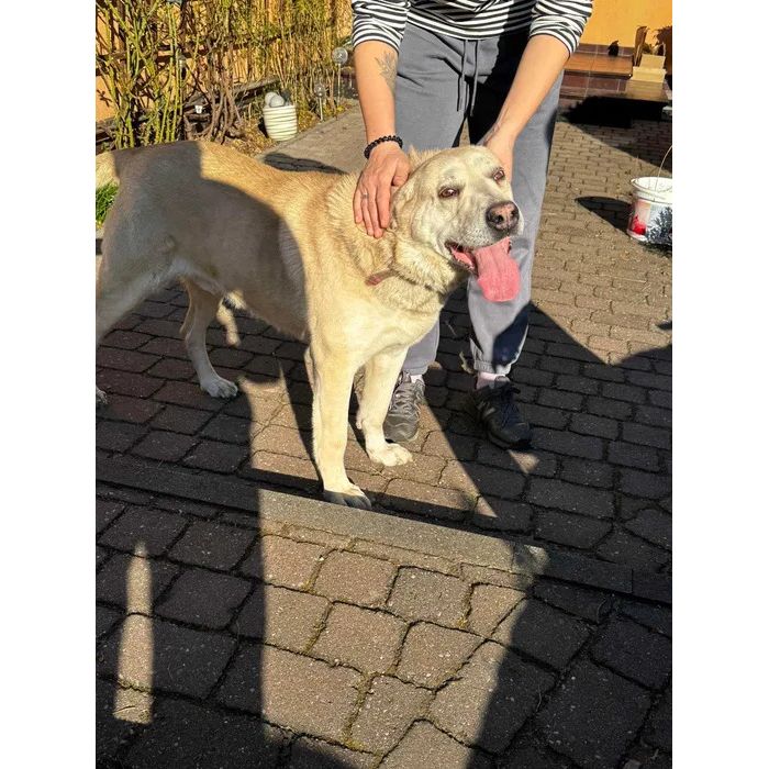 Kokos - LABek mix szuka domu