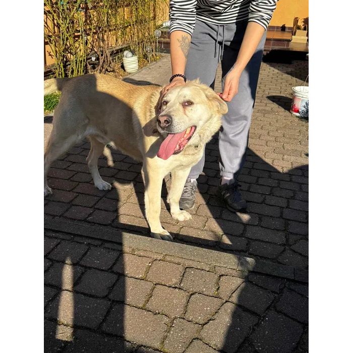 Kokos - LABek mix szuka domu