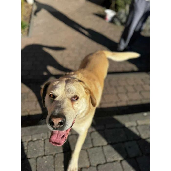 Kokos - LABek mix szuka domu