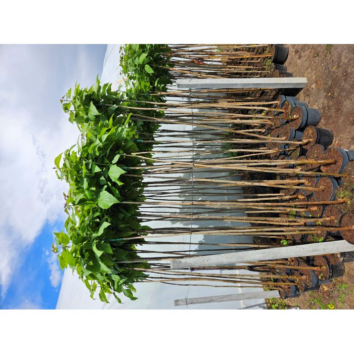 Katalpa Catalpa Nana 150cm-240cm