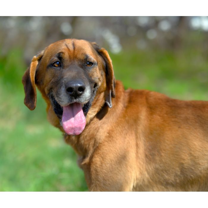 Baron - lojalny, opanowany psiak szuka domu!