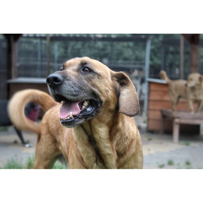 Baron - lojalny, opanowany psiak szuka domu!