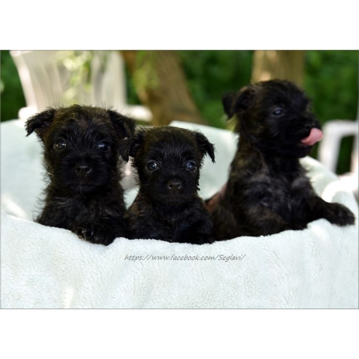 Cairn Terrier - rodowodowe (ZKwP/FCI) szczenięta po Championach