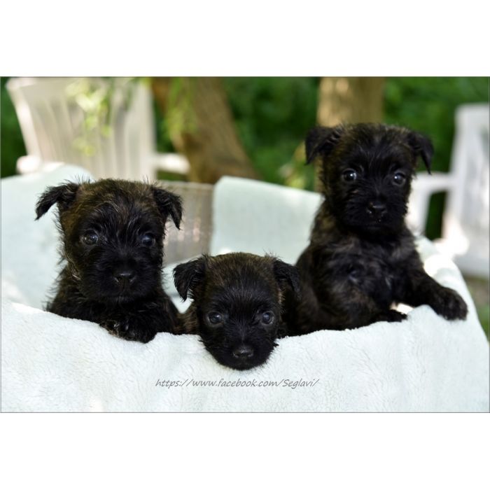 Cairn Terrier - rodowodowe (ZKwP/FCI) szczenięta po Championach