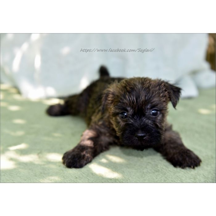 Cairn Terrier - rodowodowe (ZKwP/FCI) szczenięta po Championach