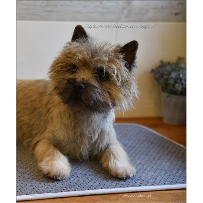 Cairn Terrier - rodowodowe (ZKwP/FCI) szczenięta po Championach