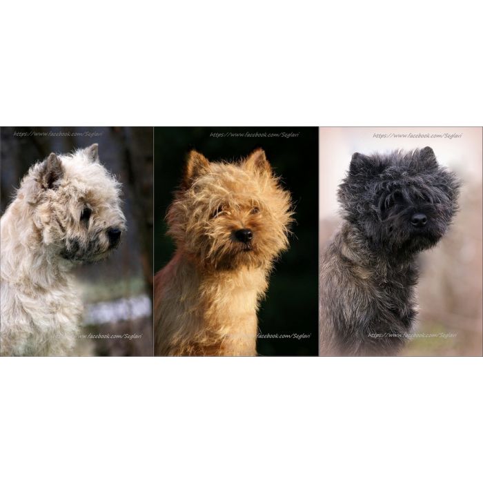 Cairn Terrier - rodowodowe (ZKwP/FCI) szczenięta po Championach