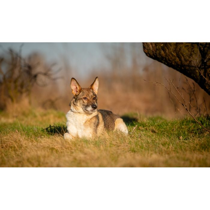 Czesmir - wpatrzony w człowieka, łagodny, kochany psiak BŁAGA o dom
