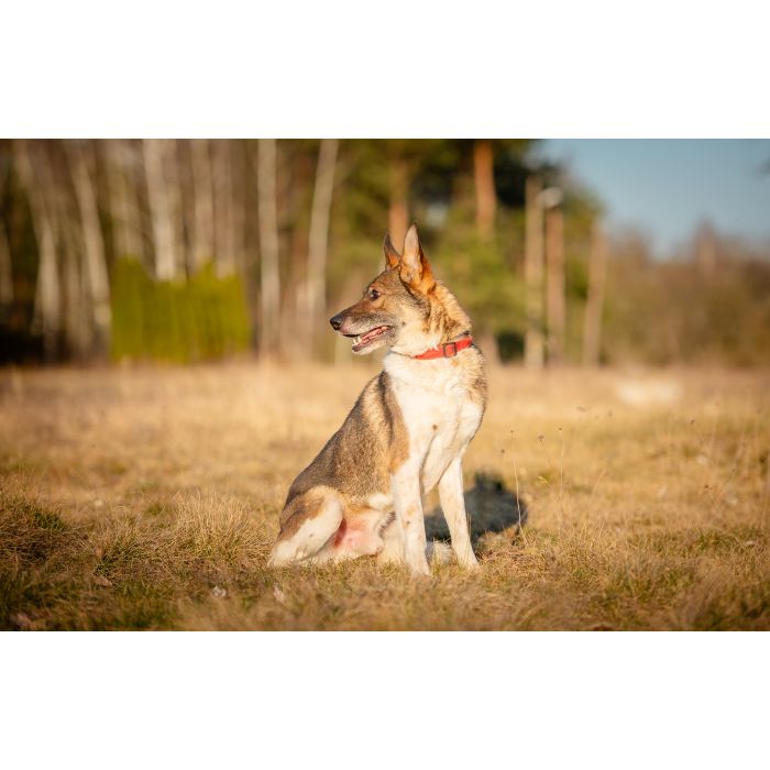 Czesmir - wpatrzony w człowieka, łagodny, kochany psiak BŁAGA o dom