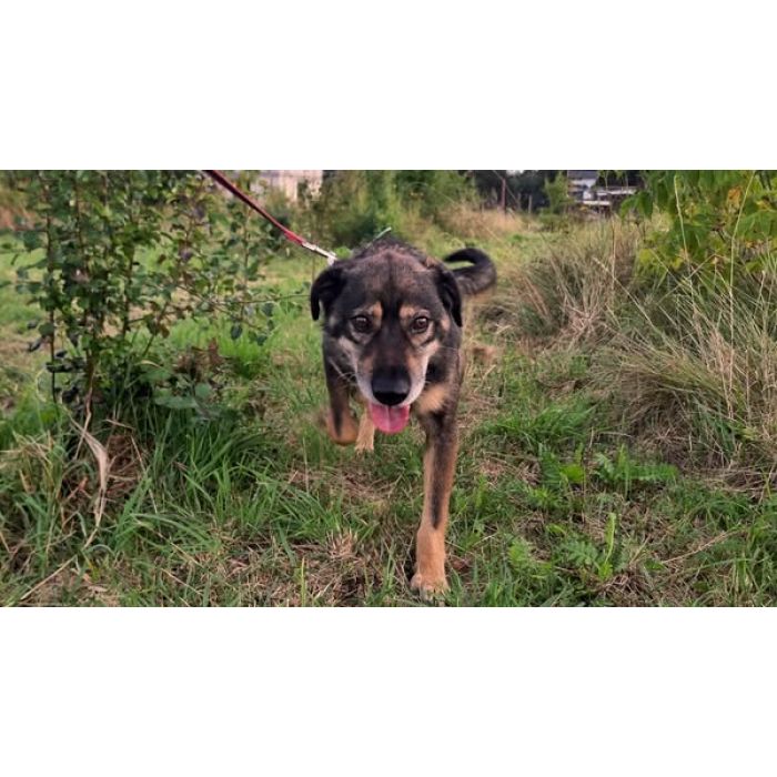 Borys - kochana psia przylepa szuka domu!