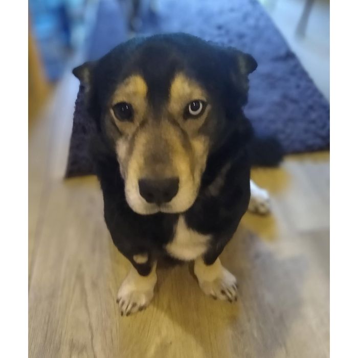 Minihusky, miastowy, wychowany CORGI mix