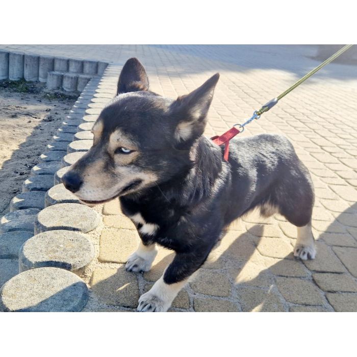 Minihusky, miastowy, wychowany CORGI mix