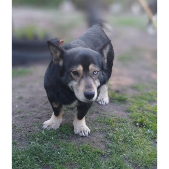 Minihusky, miastowy, wychowany CORGI mix