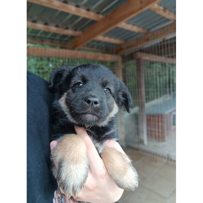 Sali - 8 tygodniowa, wesoła sunia SZCZENIAK adopcja
