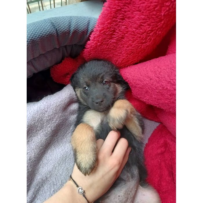 Sali - 8 tygodniowa, wesoła sunia SZCZENIAK adopcja
