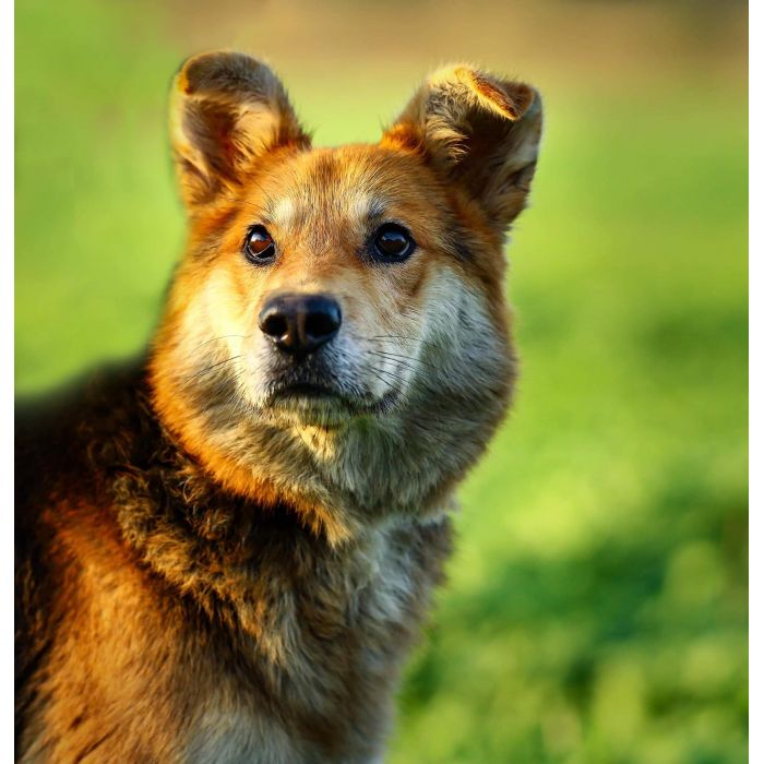 Fido - wesoły, przyjazny psiak szuka PILNIE domu!
