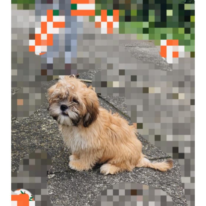 Lhasa apso kuzyn shih tzu