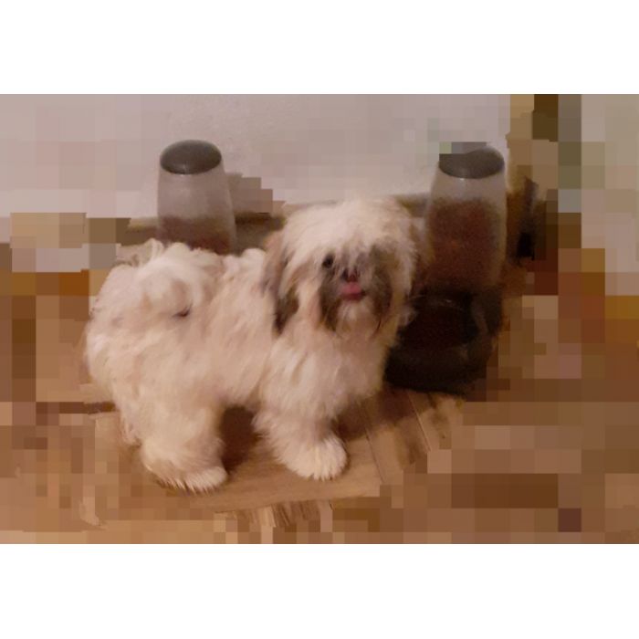 Lhasa apso kuzyn shih tzu