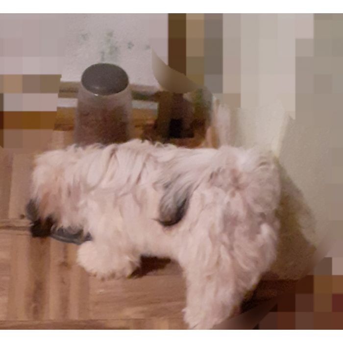 Lhasa apso kuzyn shih tzu