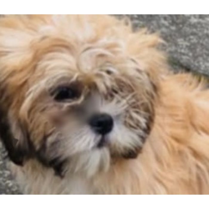 Lhasa apso kuzyn shih tzu