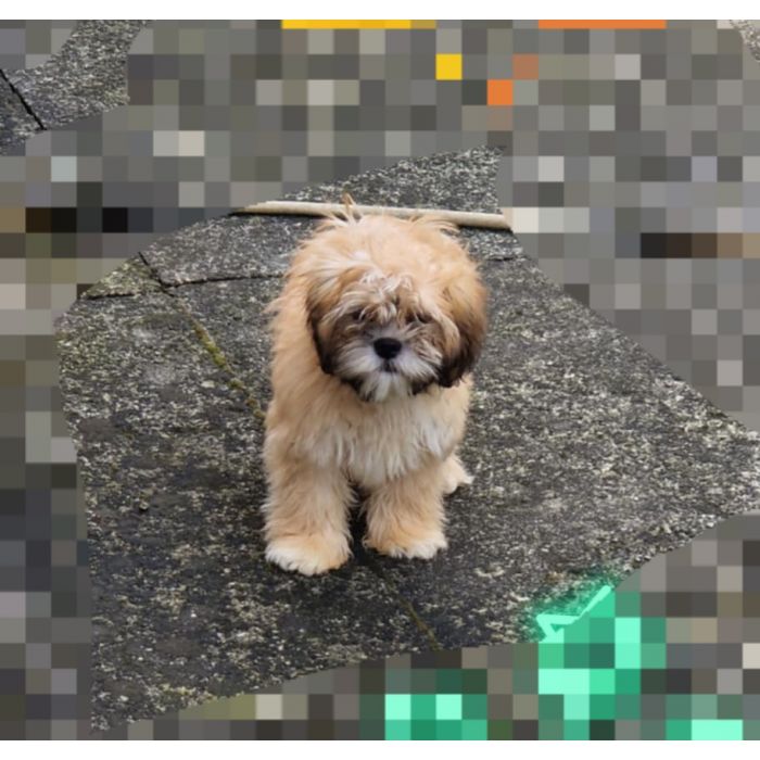 Lhasa apso kuzyn shih tzu