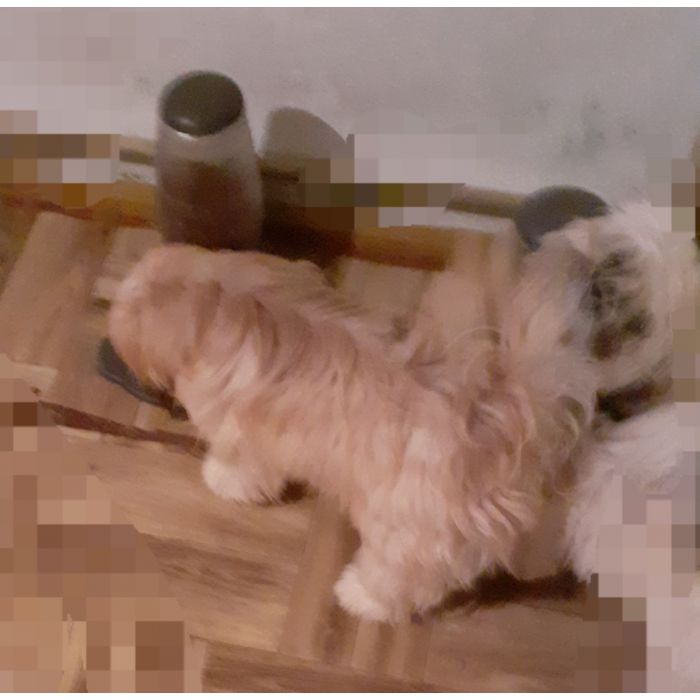 Lhasa apso kuzyn shih tzu