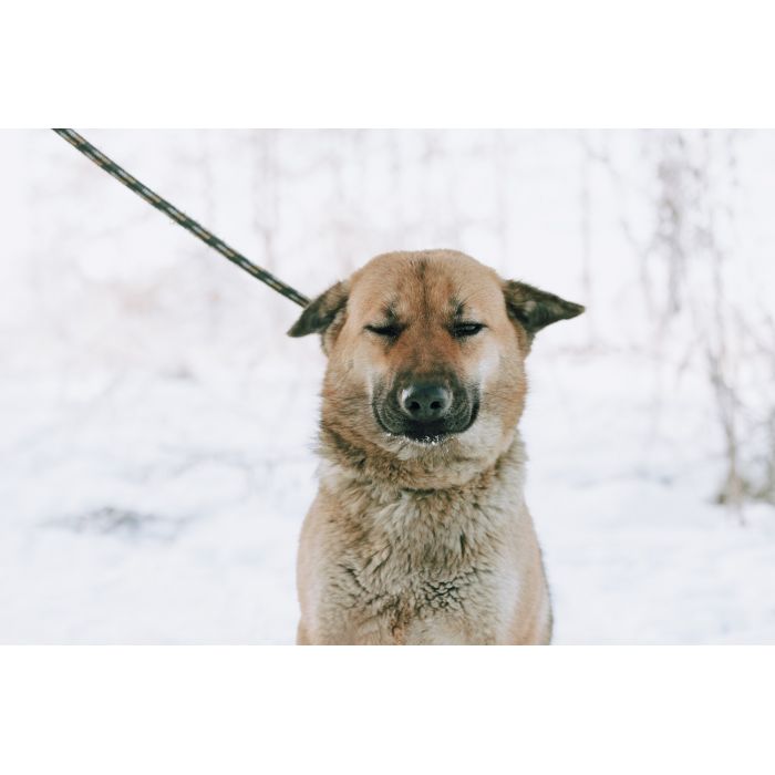 Doris - młoda, łagodna, niekonfliktowa sunia!