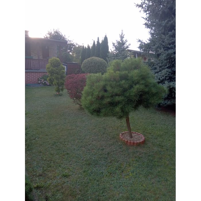 Sprzedam ogród działkowy przy parku repeckim o powierzchni 520m