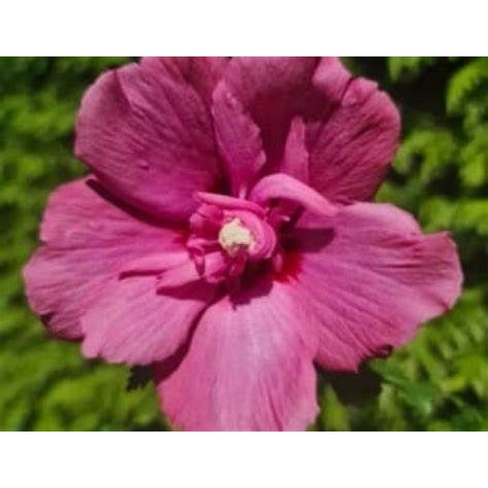 Flower Tower Ruby Hibiskus na słoneczne, zaciszne stanowiska