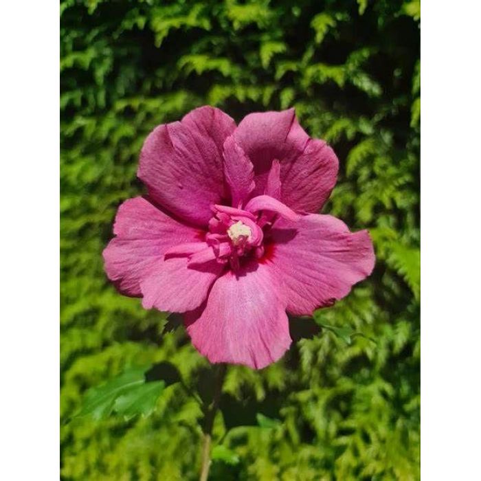 Flower Tower Ruby Hibiskus na słoneczne, zaciszne stanowiska