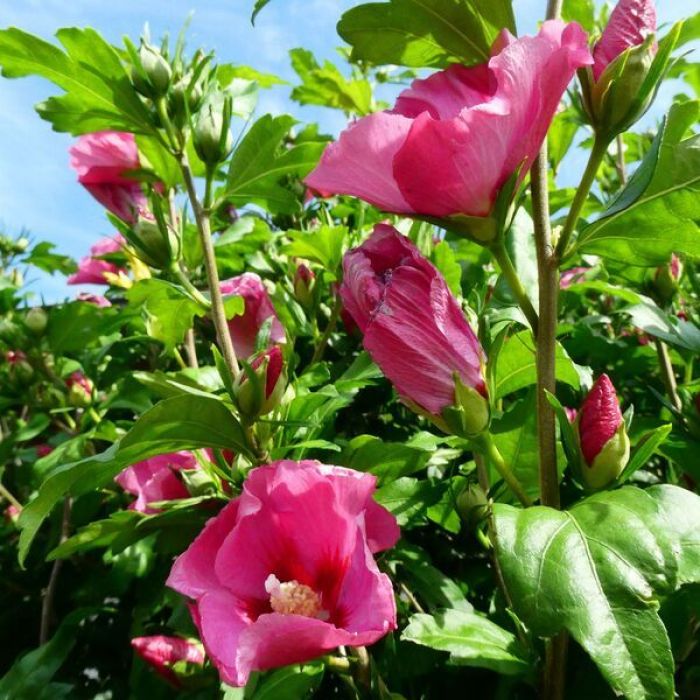 Flower Tower Ruby Hibiskus na słoneczne, zaciszne stanowiska