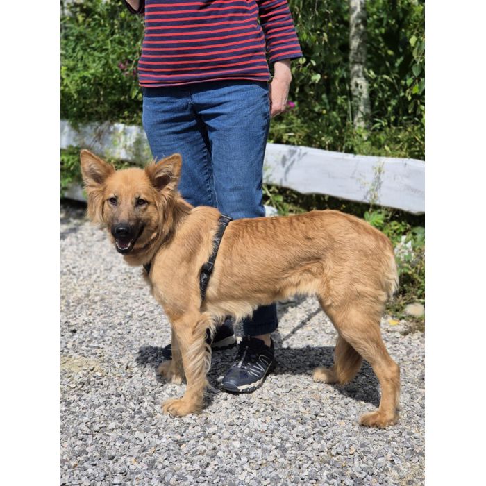 Bella - przepiękna złotowłosa panna szuka domu!