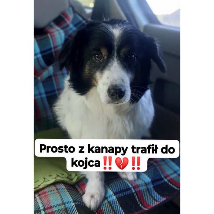 Rabi - domowy, wesoły, niewielki psiak PILNIE szuka dom