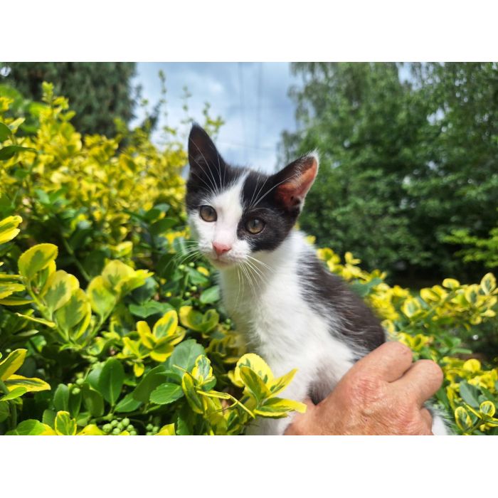 Kulka - 4 miesięczna koteczka szuka domu!