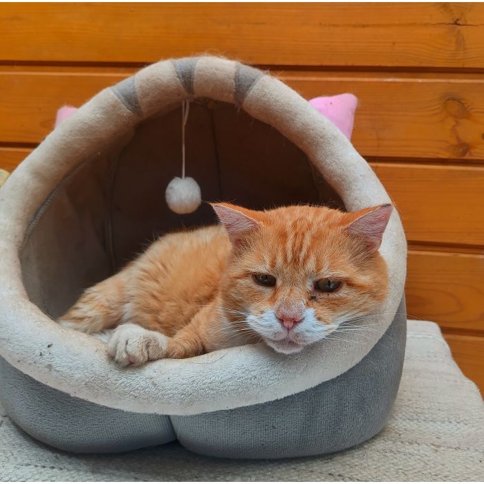 Garfield - ułożony, kochany rudzielec szuka domu!