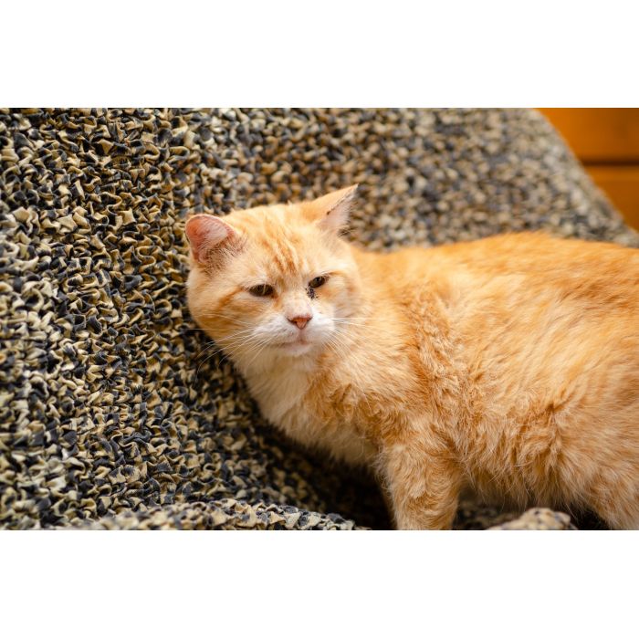 Garfield - ułożony, kochany rudzielec szuka domu!