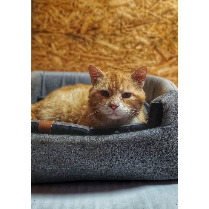 Garfield - ułożony, kochany rudzielec szuka domu!