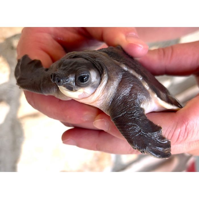 Carettochelys insculpta na sprzedaż