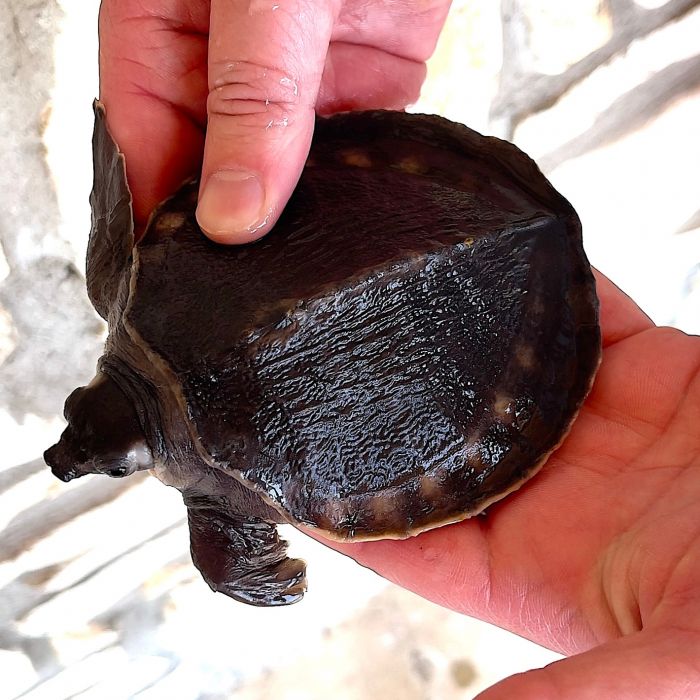 Carettochelys insculpta na sprzedaż