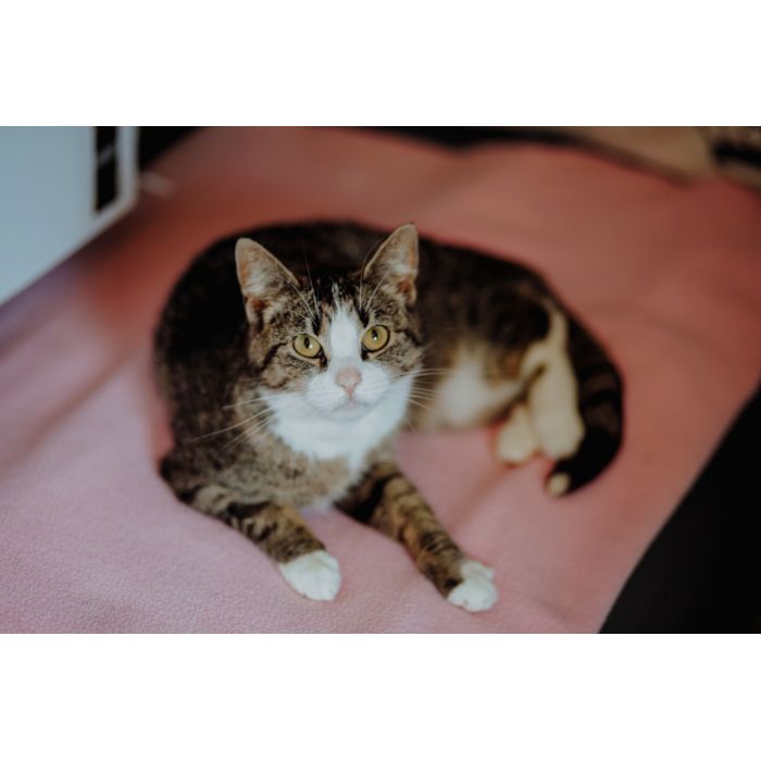 Wyjątkowa, miziasta, przyjazna koteczka do adopcji!