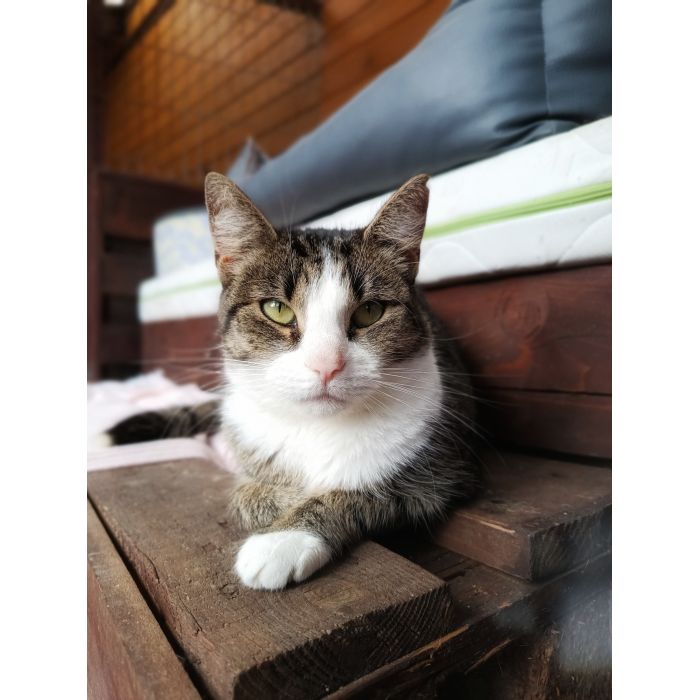 Wyjątkowa, miziasta, przyjazna koteczka do adopcji!