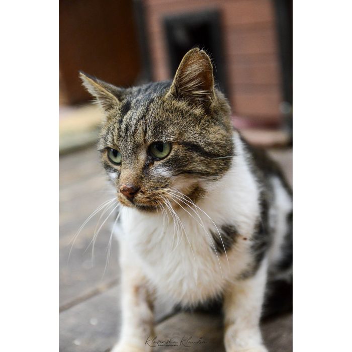 Lolek - ciekawski, fajny kocur szuka domu!