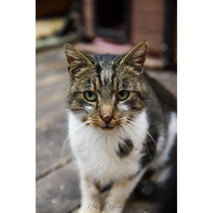 Lolek - ciekawski, fajny kocur szuka domu!