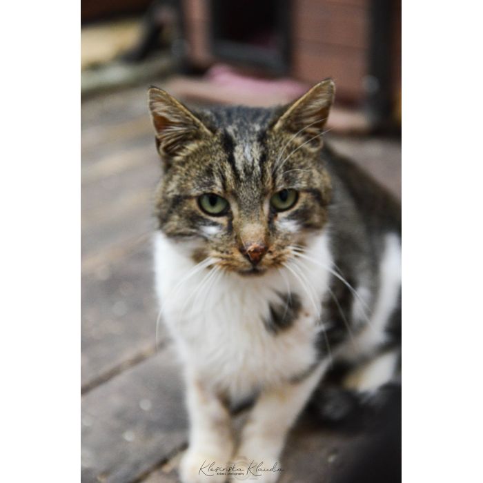 Lolek - ciekawski, fajny kocur szuka domu!