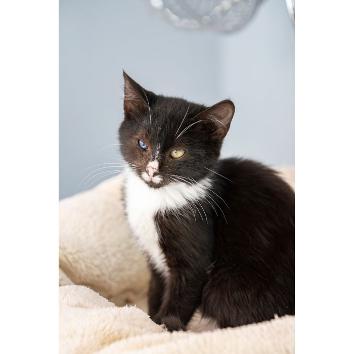 12 tygodniowe KOCIĘTA szukają domów!