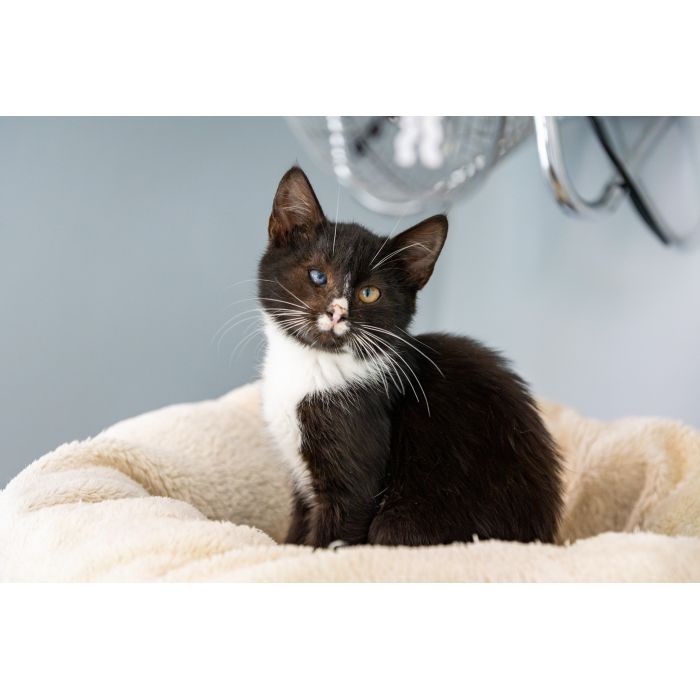 12 tygodniowe KOCIĘTA szukają domów!