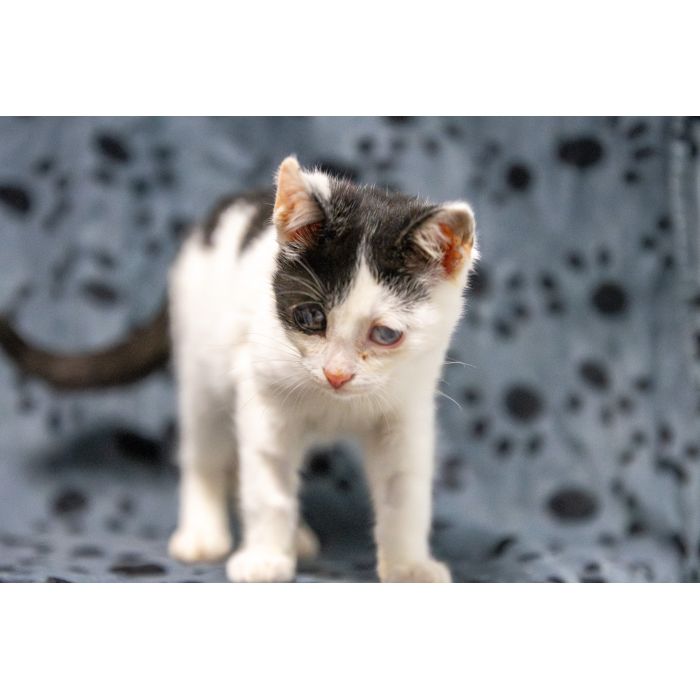 12 tygodniowe KOCIĘTA szukają domów!