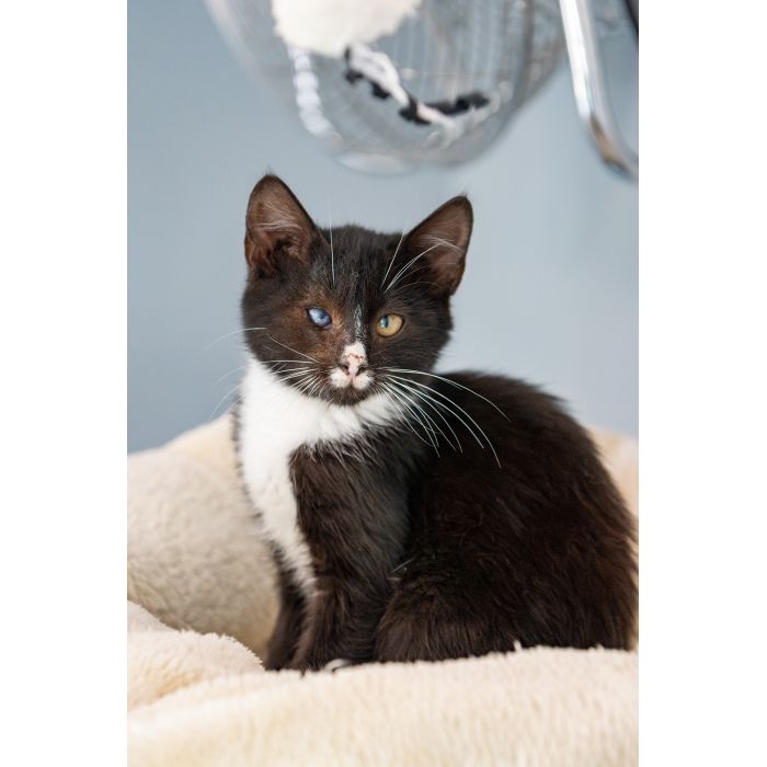 12 tygodniowe KOCIĘTA szukają domów!