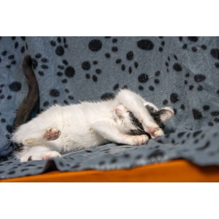 12 tygodniowe KOCIĘTA szukają domów!