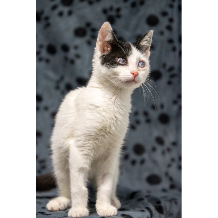 12 tygodniowe KOCIĘTA szukają domów!